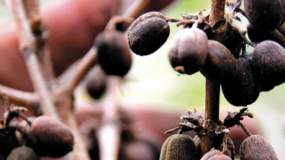 Exportación de café costarricense cayó 10.6%