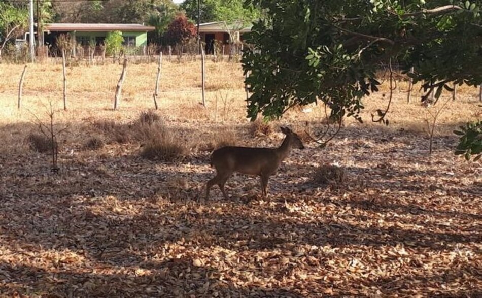 Rescatan más de 30 especies en peligro de extinción en Los Santos