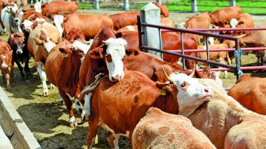 Indonesia permitirá importar ganado vivo