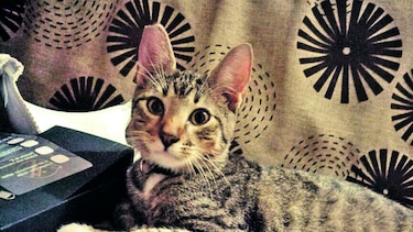 Ozzy, el amoroso