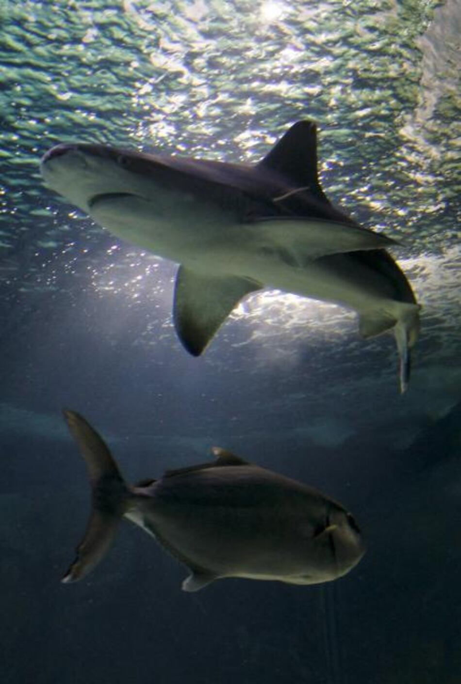 Colombia investigará matanza de dos mil tiburones