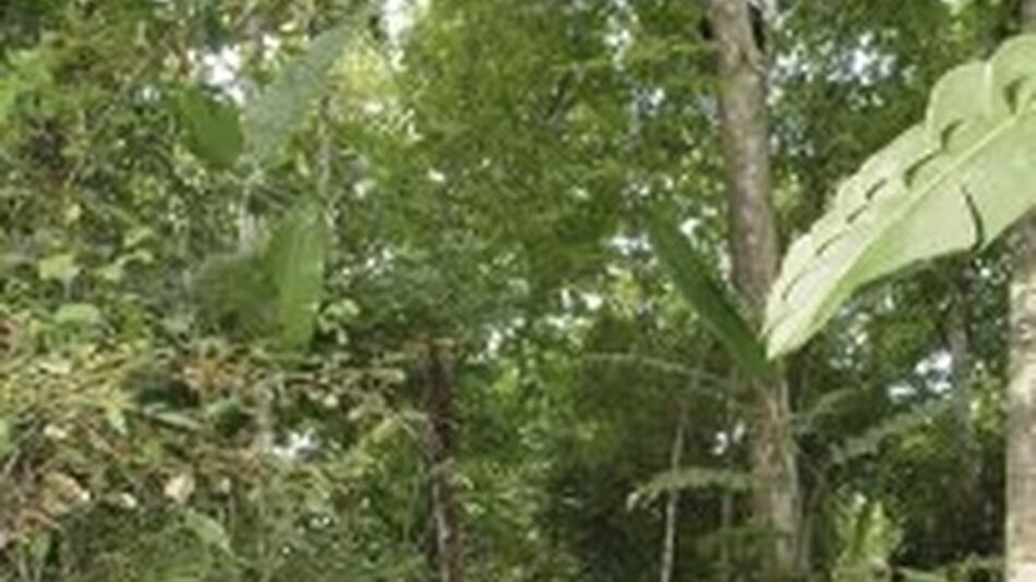 Conservación incierta