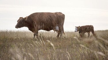 Detectan un caso de ‘vaca loca’ en una granja escocesa