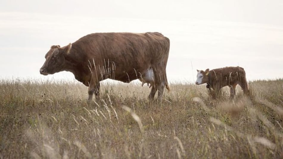 Detectan un caso de ‘vaca loca’ en una granja escocesa
