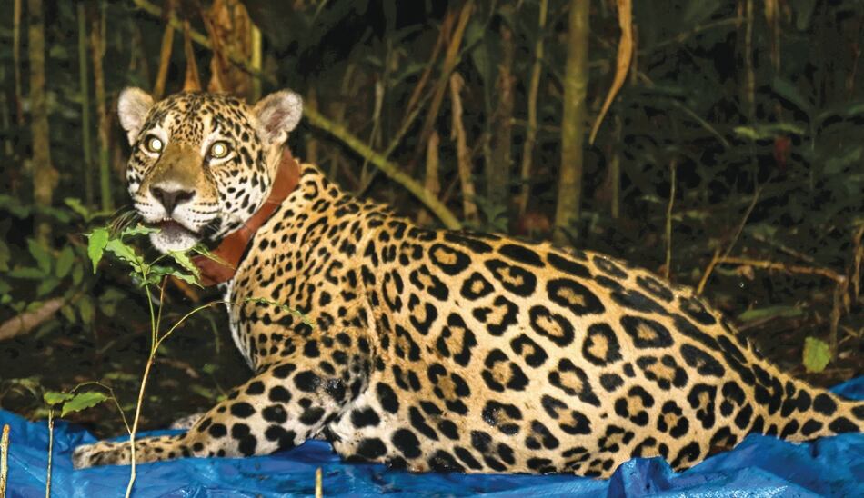 Cuarentena no detiene la lucha por el jaguar