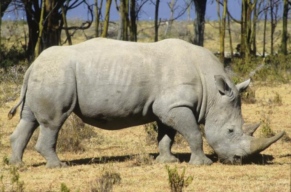 La caza ilegal de rinocerontes africanos disminuye, pero su población continúa amenazada