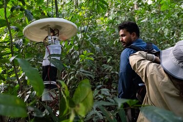 Virus Oropouche: estudio liderado por el Centro Carson analiza su impacto en Darién