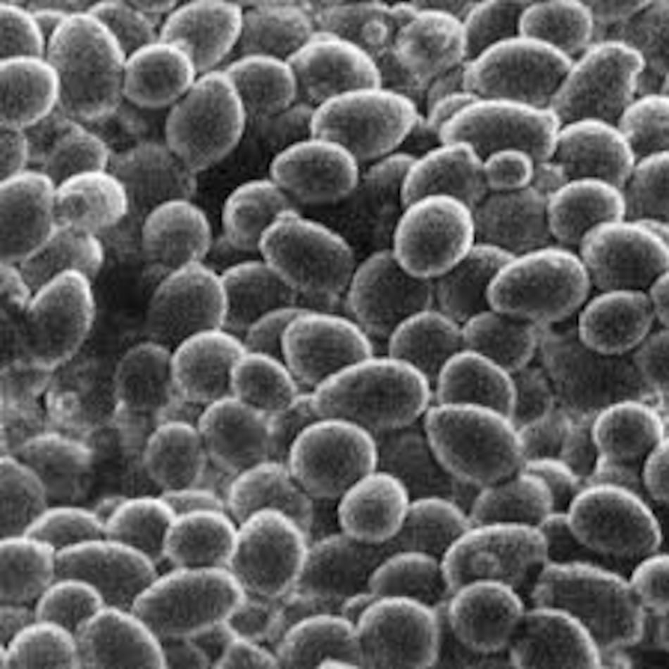 Científicos crean cromosoma artificial de levadura en EU