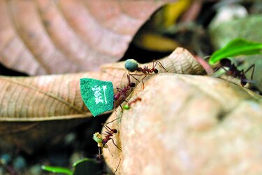 Arrieras van a Nueva York