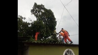 Árboles caídos tras fuertes lluvias en Colón