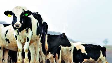 Vacas con microchips, la apuesta de Argentina