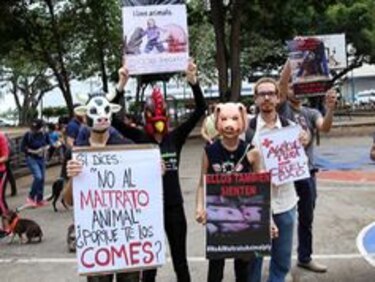 Realizan caminata en contra del maltrato animal