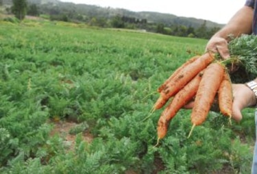 Cultivo de zanahoria se muda al arco seco