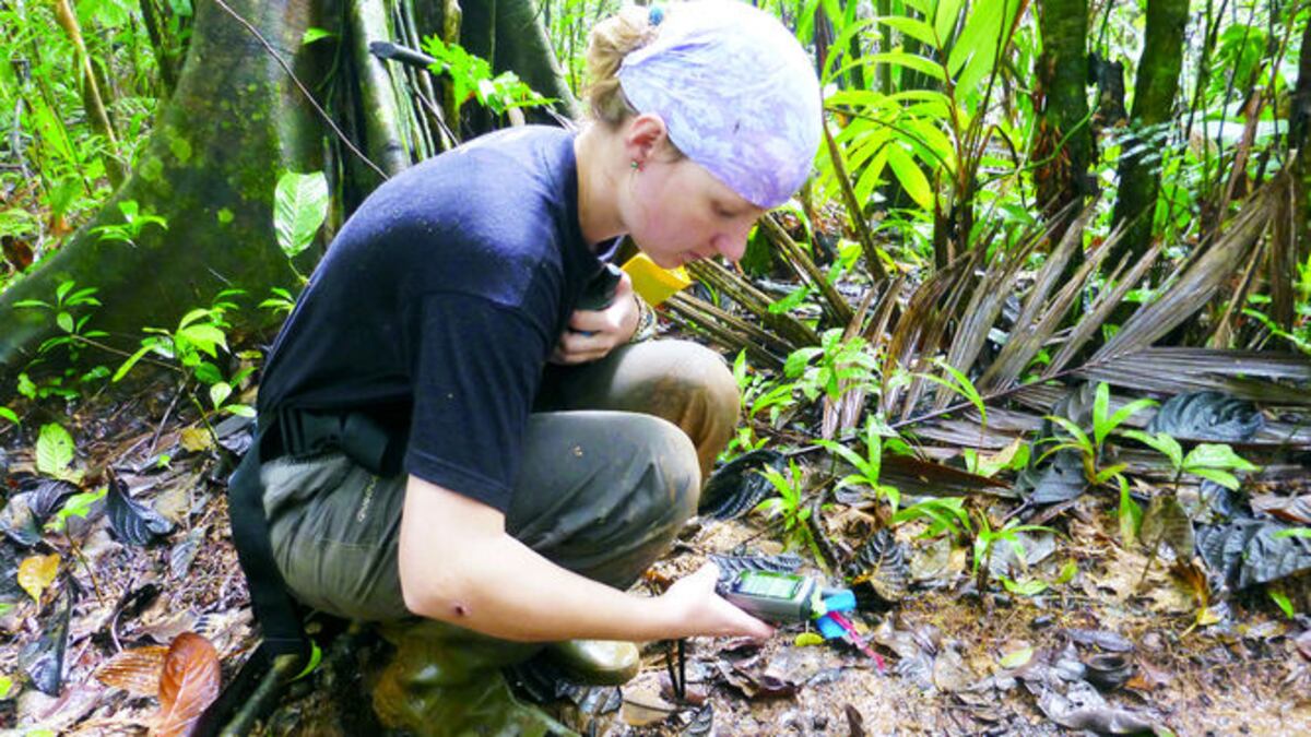 Ninon Meyer georeferenciando huellas de tapir en Panamá. CORTESÍA