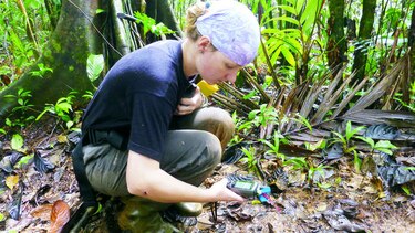 El carismático tapir, en peligro de extinción