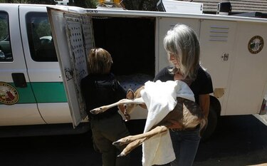 Sequía en California podría aumentar encuentros con fauna
