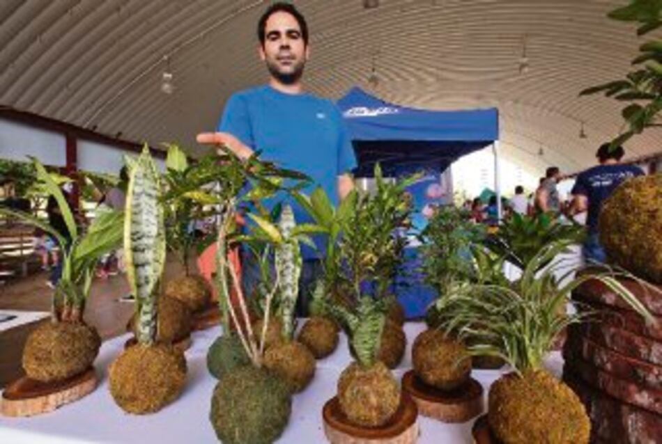 Plantas ornamentales sin maceta