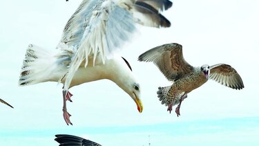 Gaviotas, el terror del verano inglés