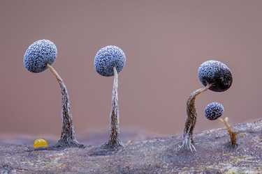 Las deslumbrantes imágenes de los premios Fotógrafo de la Vida Silvestre 2025
