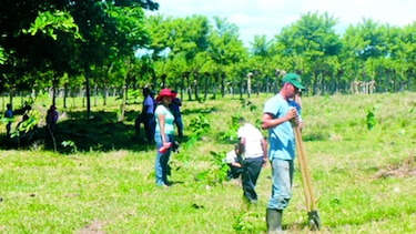Se inicia programa para reforestar cauces de ríos chiricanos