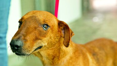 No existe el ‘perro de la calle’