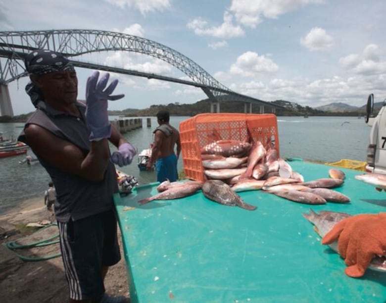 Abundancia de peces y mariposas: la realidad 500 años después