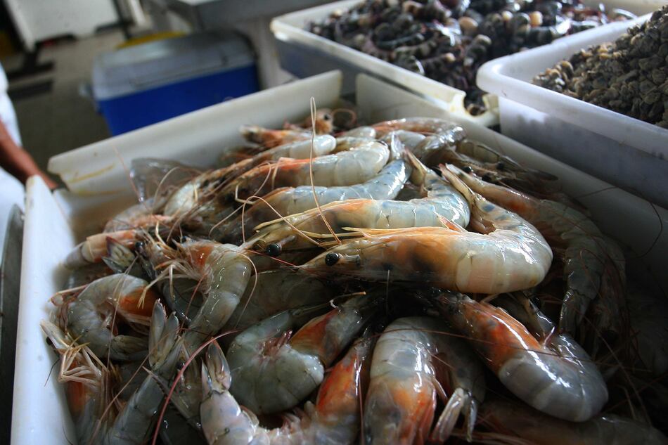 Comenzó la veda del camarón 2025; realizarán gira de inspección