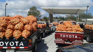 Cebolla del IMA, en riesgo de dañarse