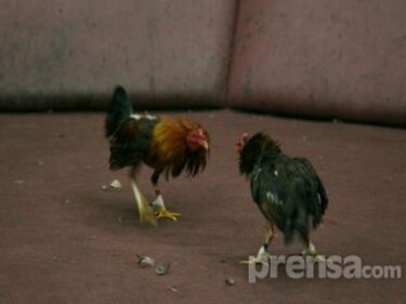 Piden que en Panamá se prohíban las peleas de gallos