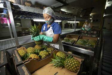 La piña panameña llegará a Nueva Zelanda
