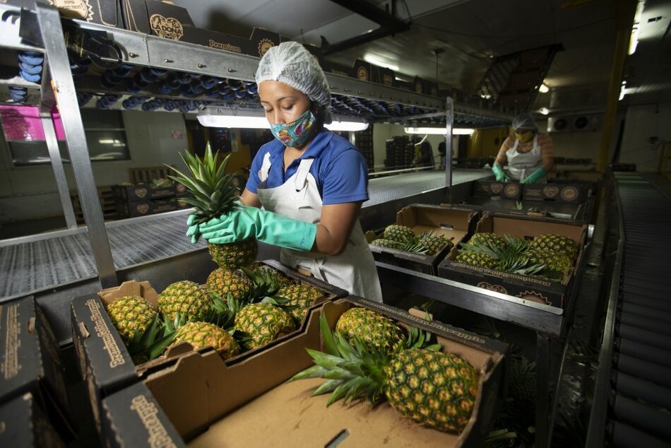 La piña panameña llegará a Nueva Zelanda