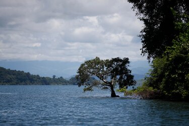 Protección de manglares o desarrollo, el dilema en torno a un proyecto portuario en Panamá