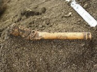 Reveladores hallazgos