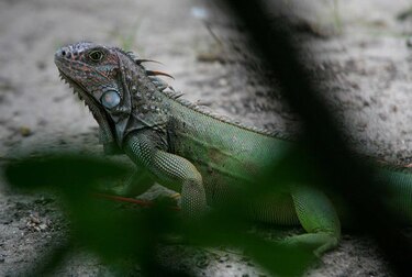 Isla Gran Caimán anuncia que matará a miles de iguanas por motivos de salud pública