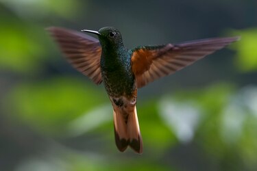 La biodiversidad del Chocó Andino estaría en peligro