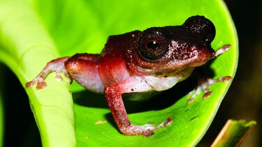 Por la conservación de los anfibios