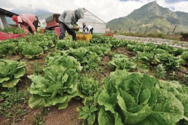 El Niño dibuja tres escenarios para el agro panameño