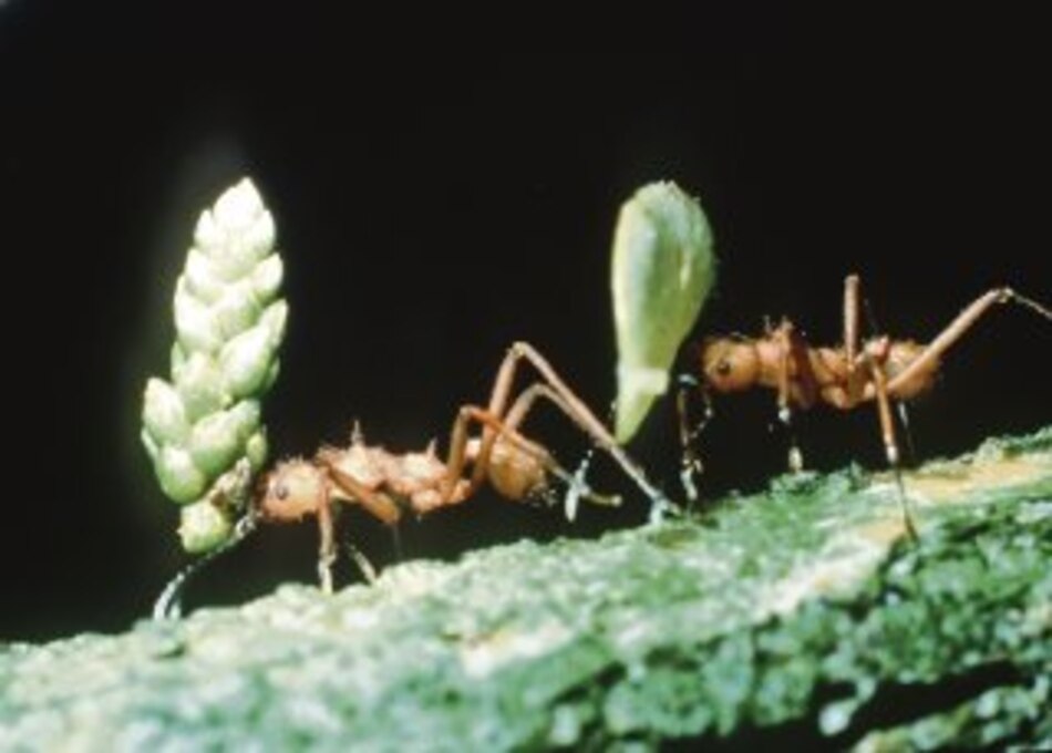 Estudian mecanismos biológicos de las hormigas