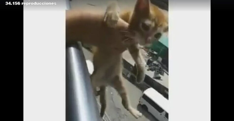 Escuela sanciona a estudiantes por tirar a gato desde lo alto de la estación del Metro de San Miguelito