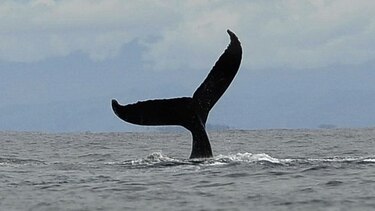 Exhibición muestra paso de las ballenas jorobadas por Panamá