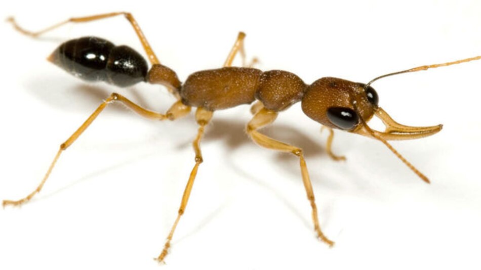 Las hormigas podrían haber inventado la agricultura para remediar la sequía