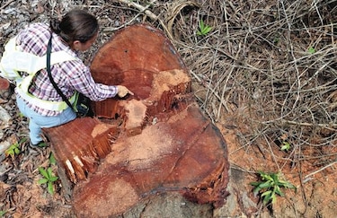 Obras viales arrasan con árboles