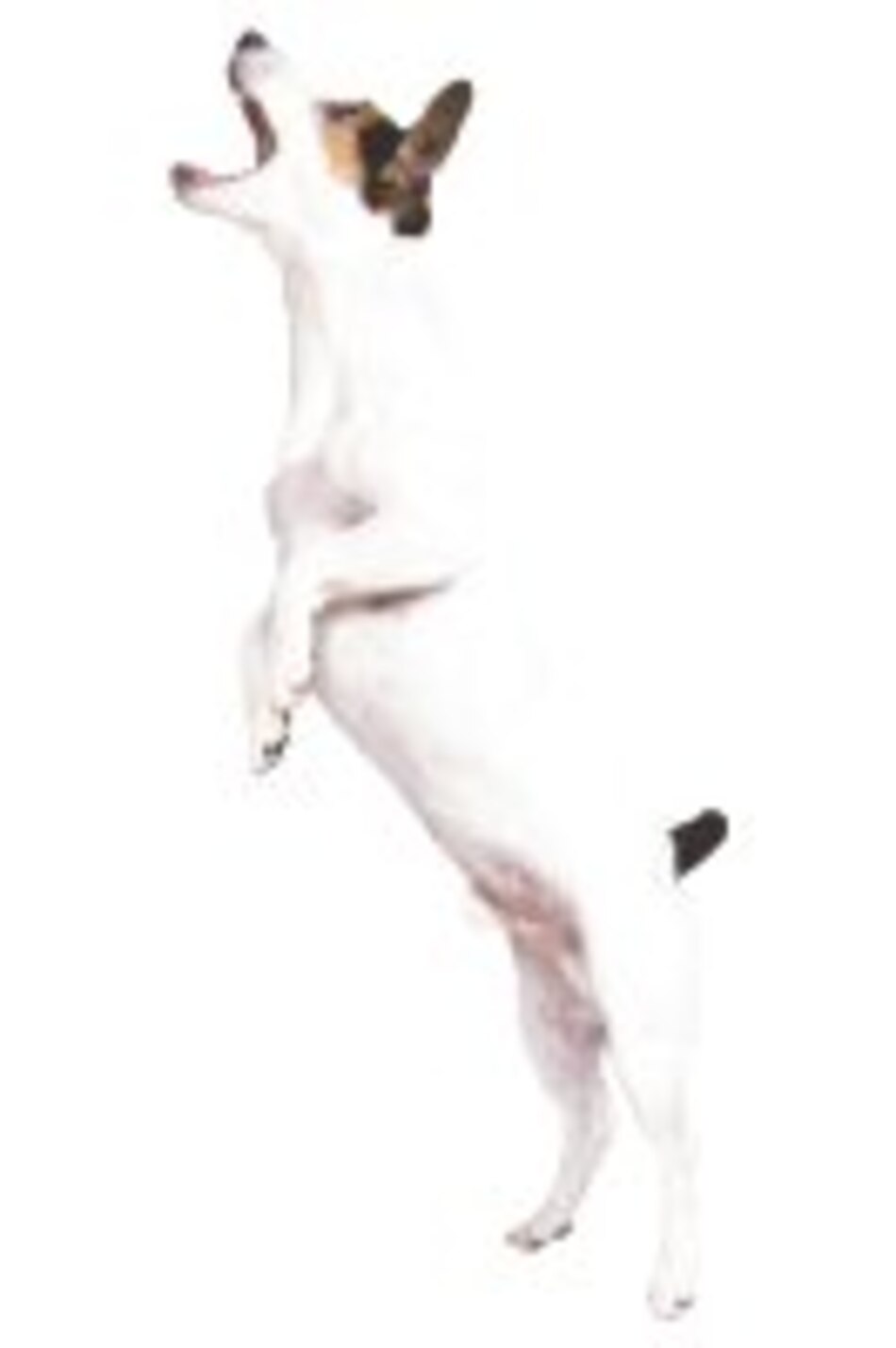 ¿Qué significa ‘guau’?