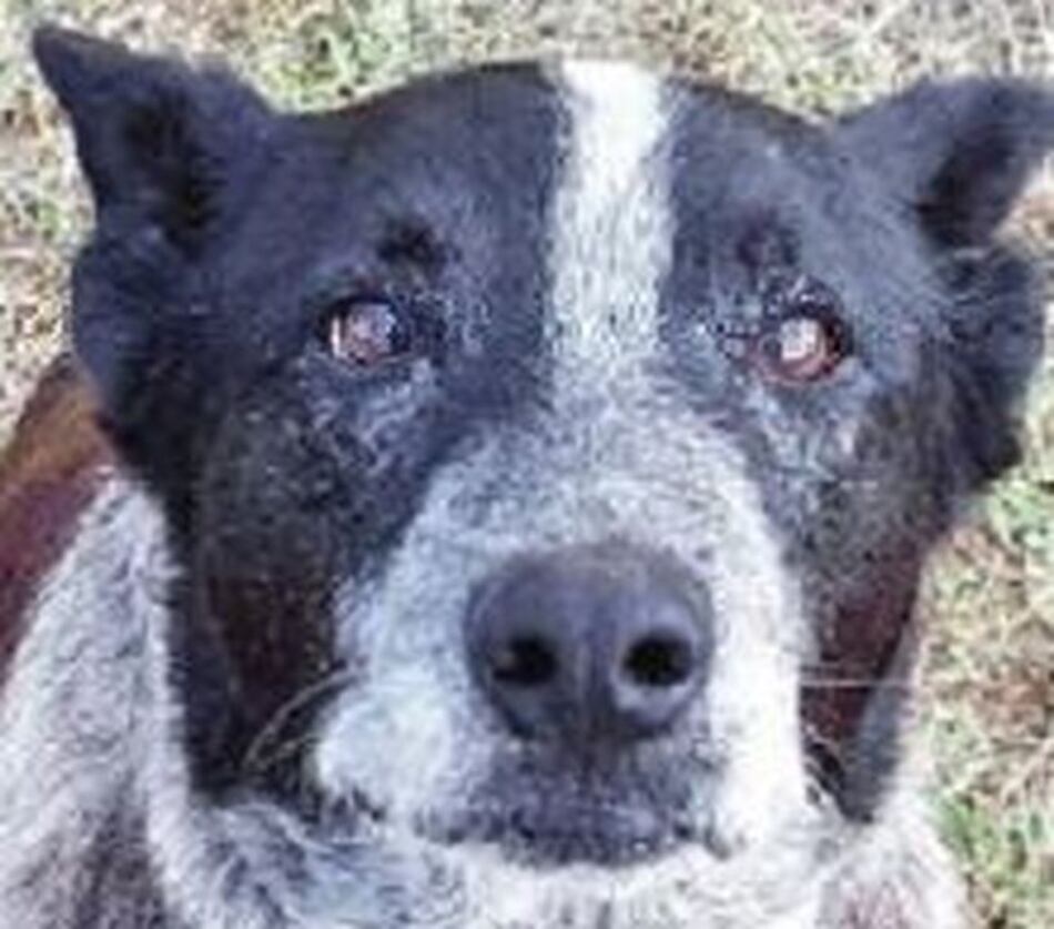 Un perro recibe honores por cuidar a una niña perdida