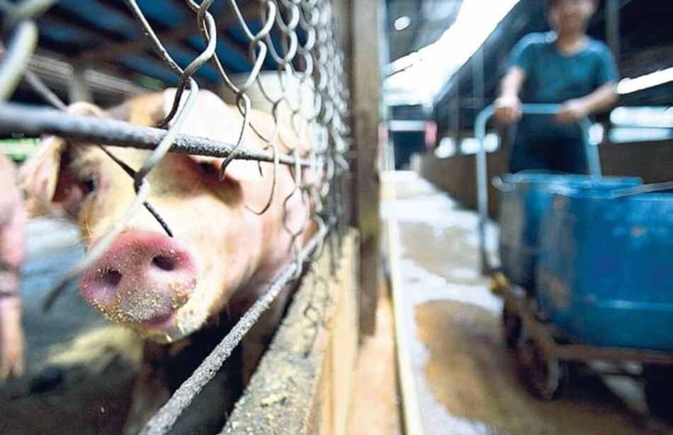 Importadores de cerdo sobrepasan cuota del TPC con EU en ocho días