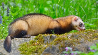 Los increíbles animales que realizan trabajos especializados que ni los seres humanos ni los robots pueden hacer