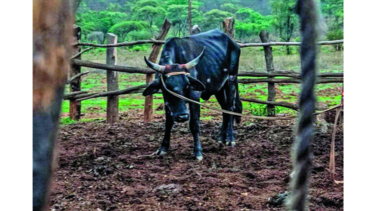 Quesos y maltrato a los animales