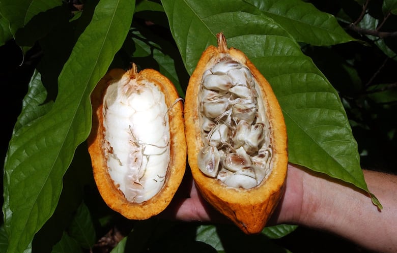 Se reanuda el envío de cacao de Bocas del Toro al mercado nacional e internacional