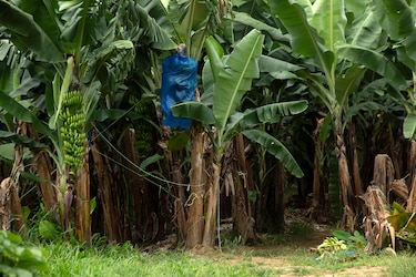 Chiquita inicia trabajo para la recuperación de 5,000 hectáreas de plantaciones