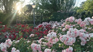 Madrid y su oasis entre rosas